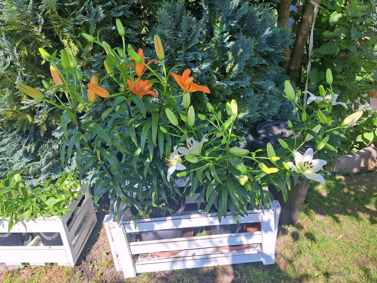 Działka rod Lubin, ul. Ścinawska. Zdjęcie 4