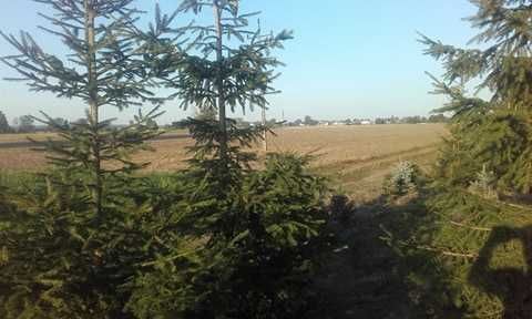 Działka budowlana Miłkowo. Zdjęcie 3