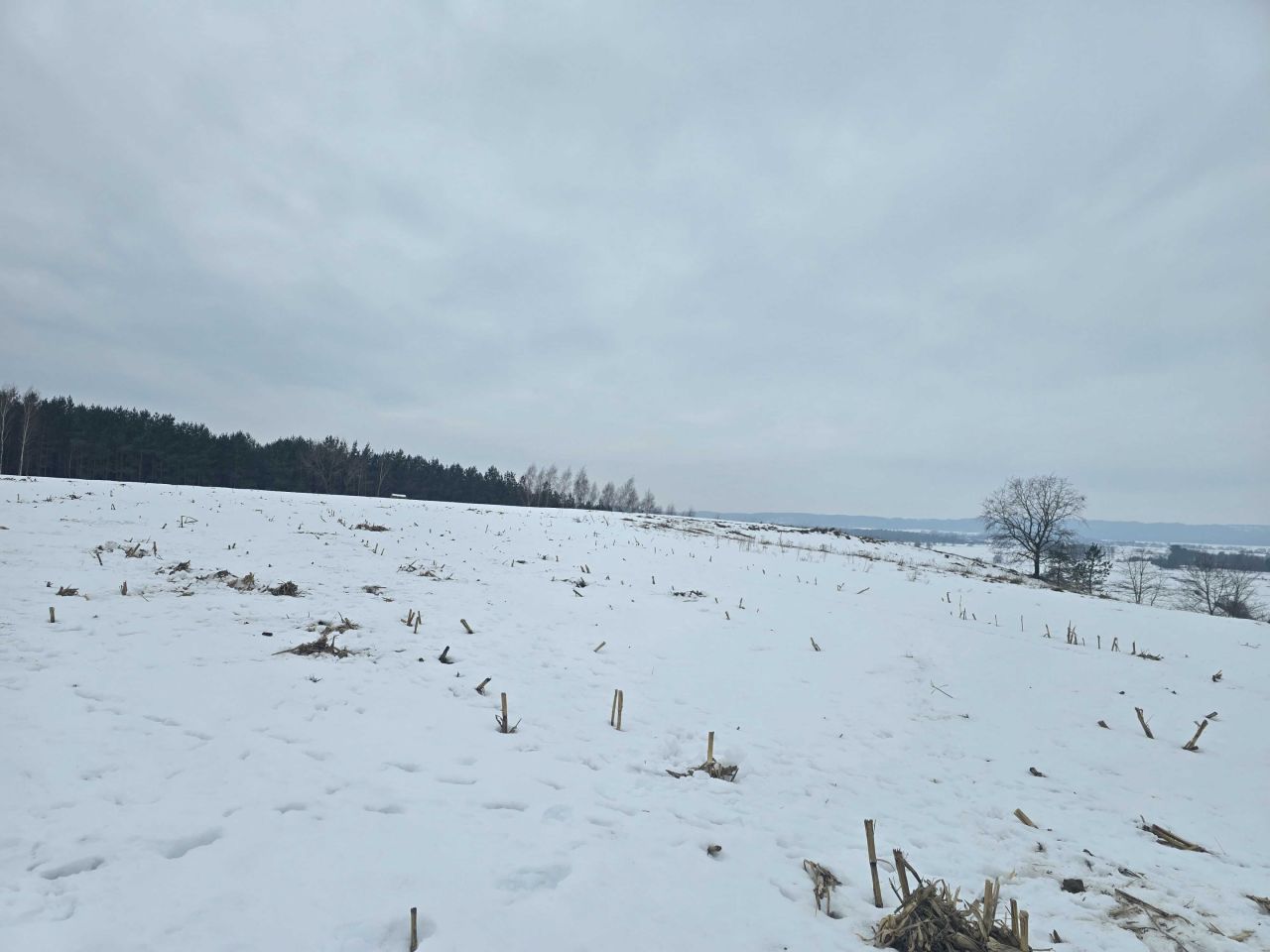 Działka siedliskowa Chocielewko. Zdjęcie 3