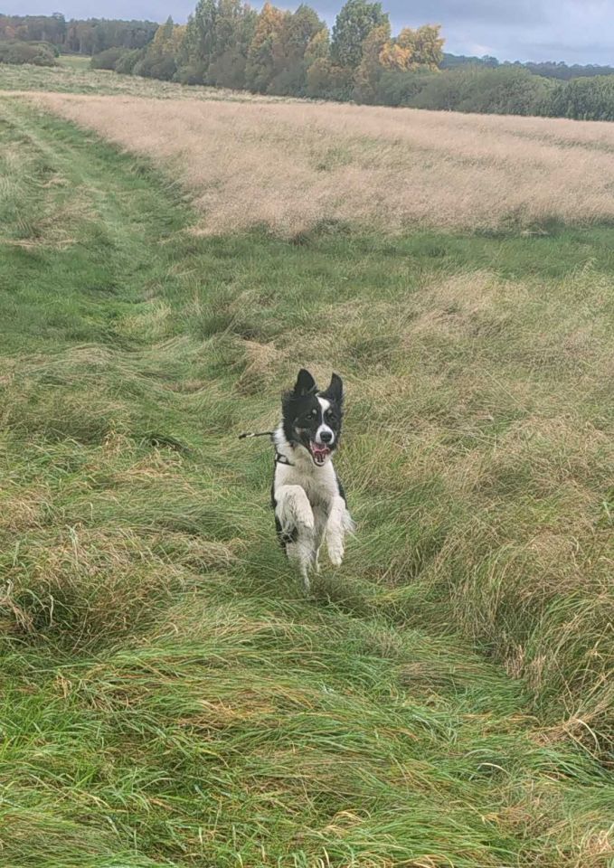 Działka rekreacyjna Karnice. Zdjęcie 4