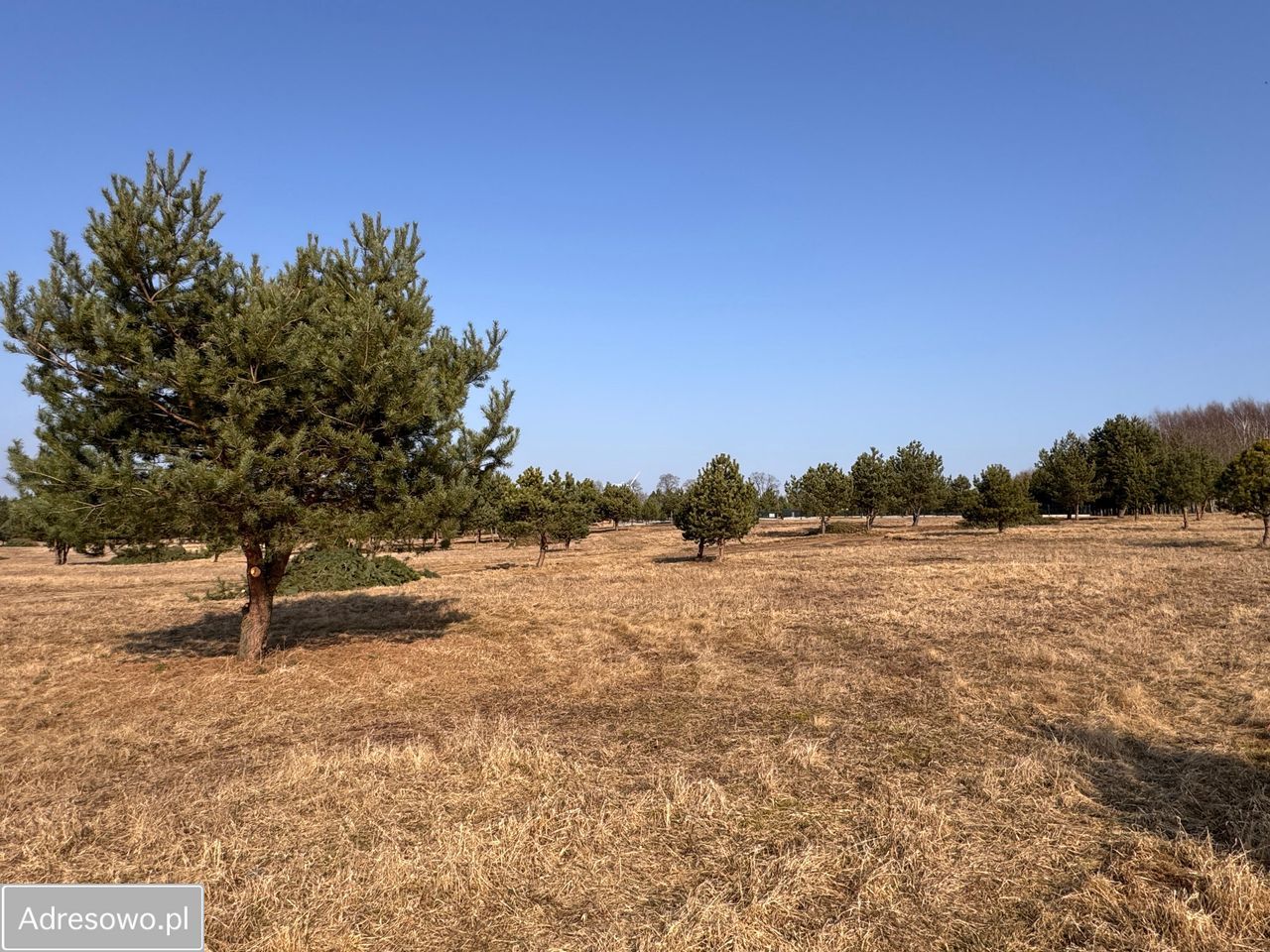 Działka rekreacyjna Dołgie. Zdjęcie 6