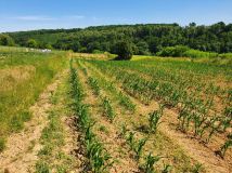 Działka rolno-budowlana Zerwana. Zdjęcie 1