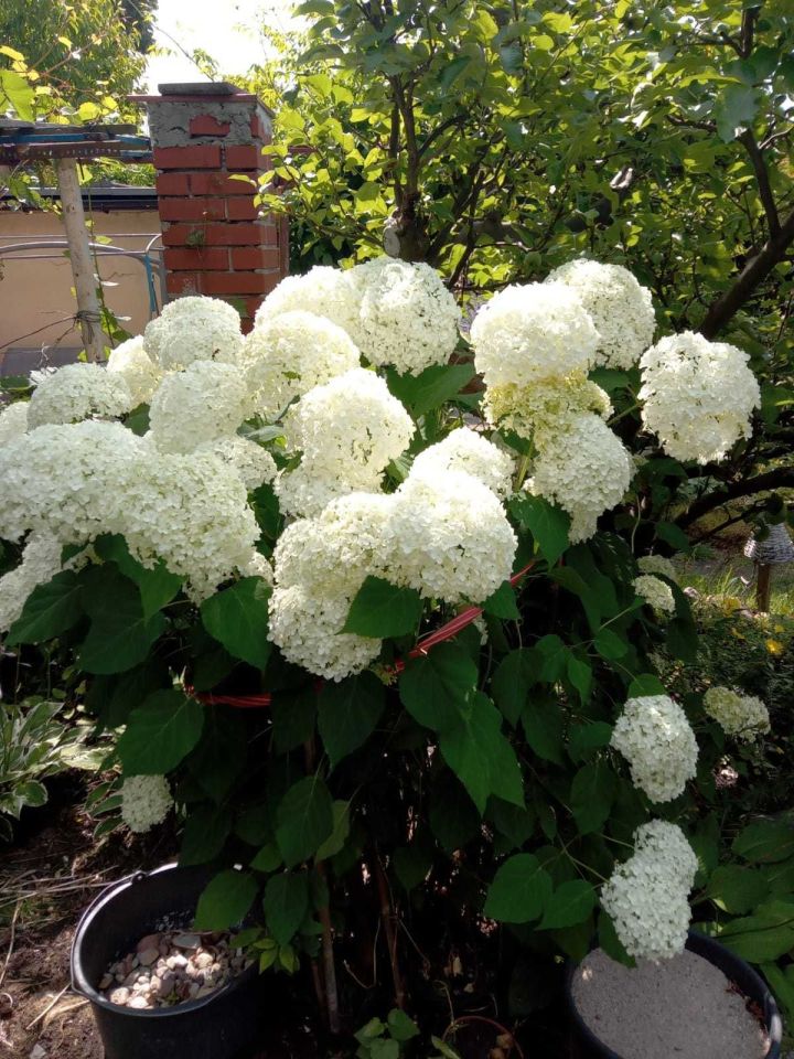 Działka rod Gubin, ul. Kresowa. Zdjęcie 8