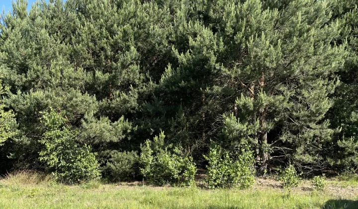 Działka siedliskowa Kury Zapole