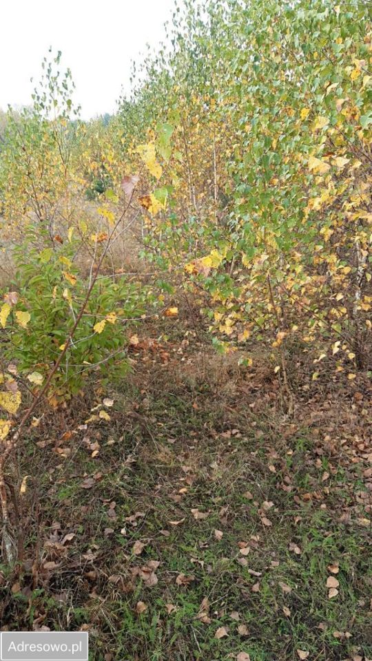 Działka rolno-budowlana Jania Góra. Zdjęcie 6