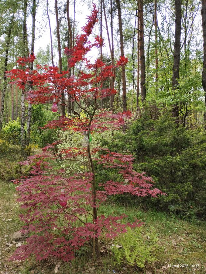 Działka budowlana Zofiówka, ul. Cienista. Zdjęcie 26