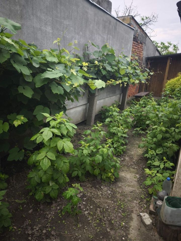 Działka rod Żychlin, ul. Łukasińskiego. Zdjęcie 8