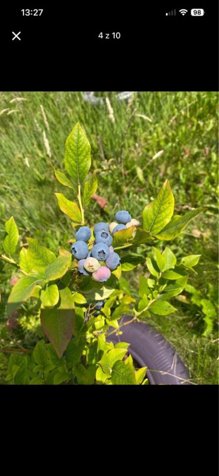 Działka rod Czeladź, ul. Stefana Żeromskiego. Zdjęcie 5