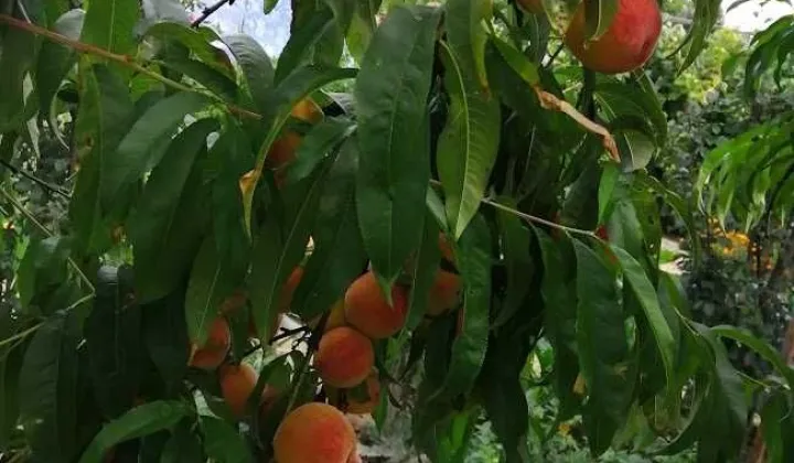 Działka rod Nowe Miasto nad Pilicą