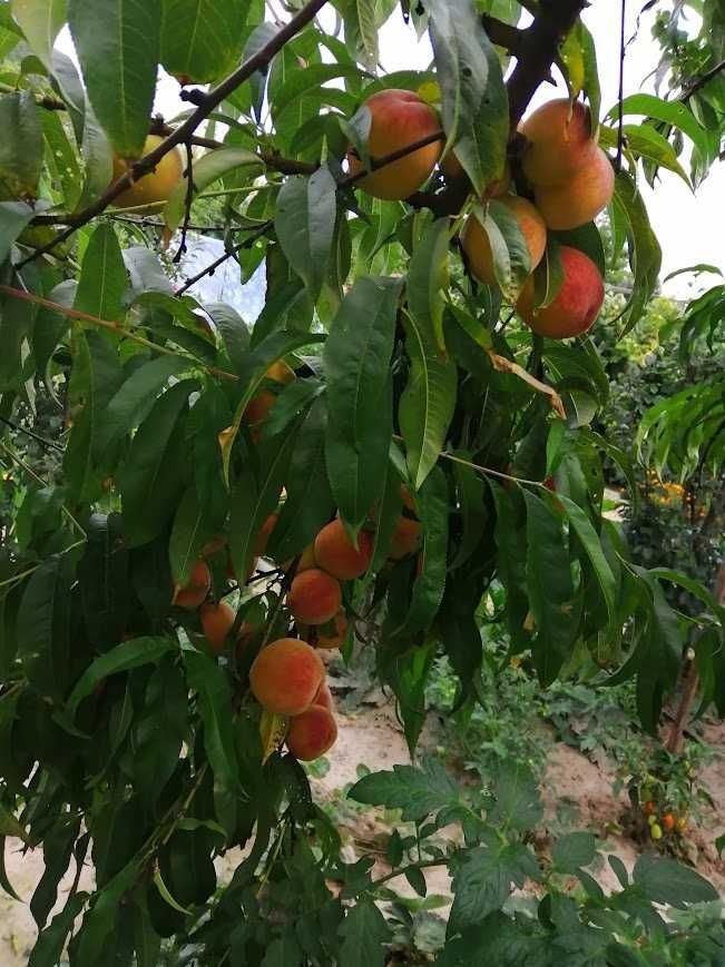 Działka rod Nowe Miasto nad Pilicą. Zdjęcie 1