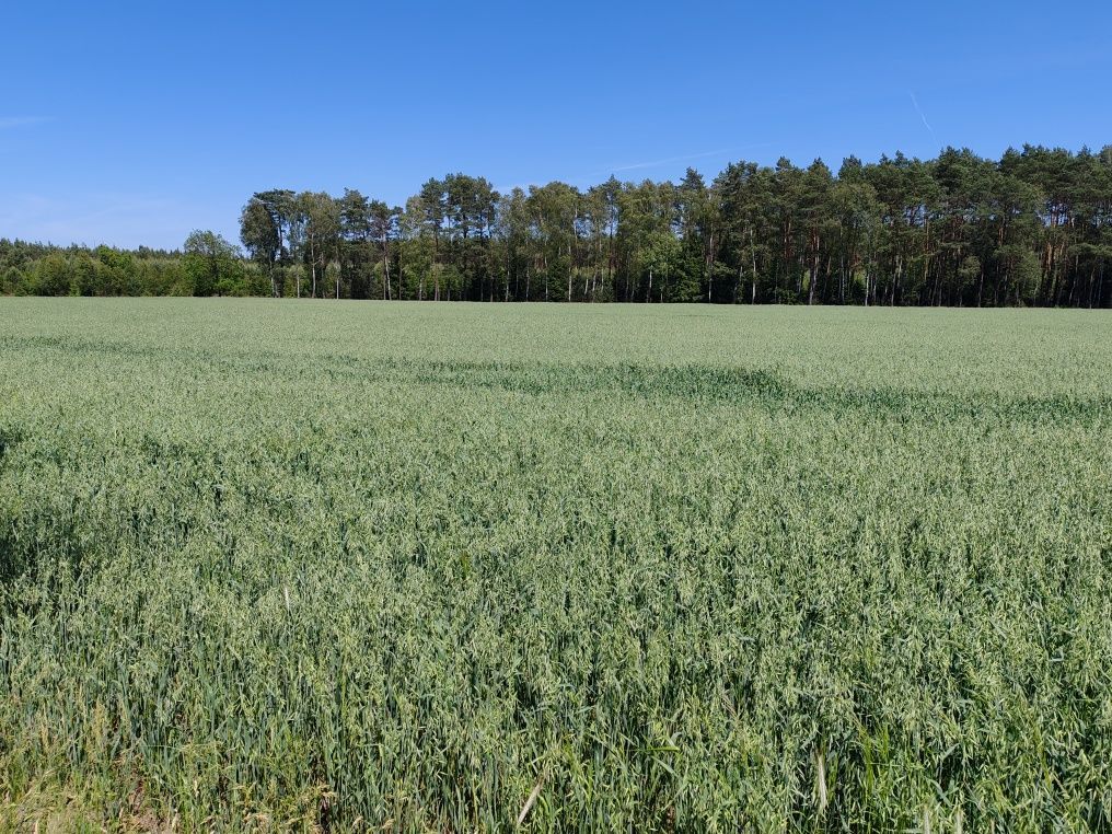 Działka rolna Marunowo. Zdjęcie 4