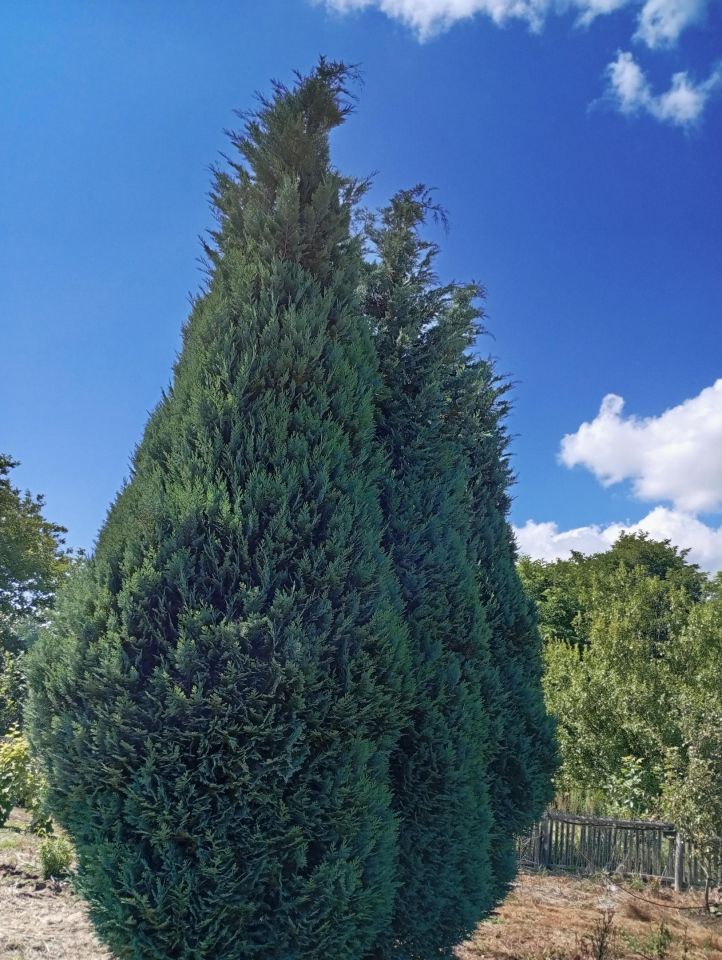 Działka budowlana Ludwinów. Zdjęcie 7