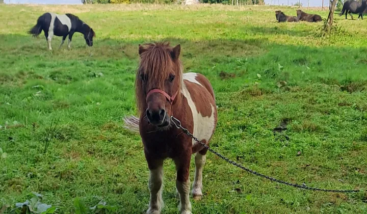 Działka rolno-budowlana Wielmoża, ul. Graniczna
