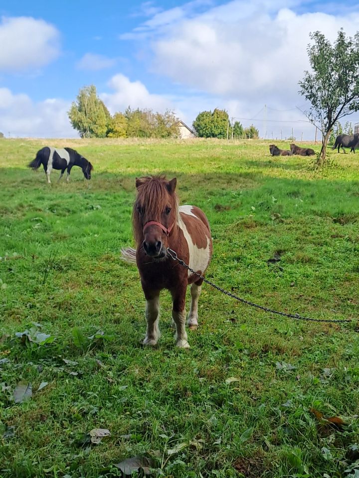 Działka rolno-budowlana Wielmoża, ul. Graniczna