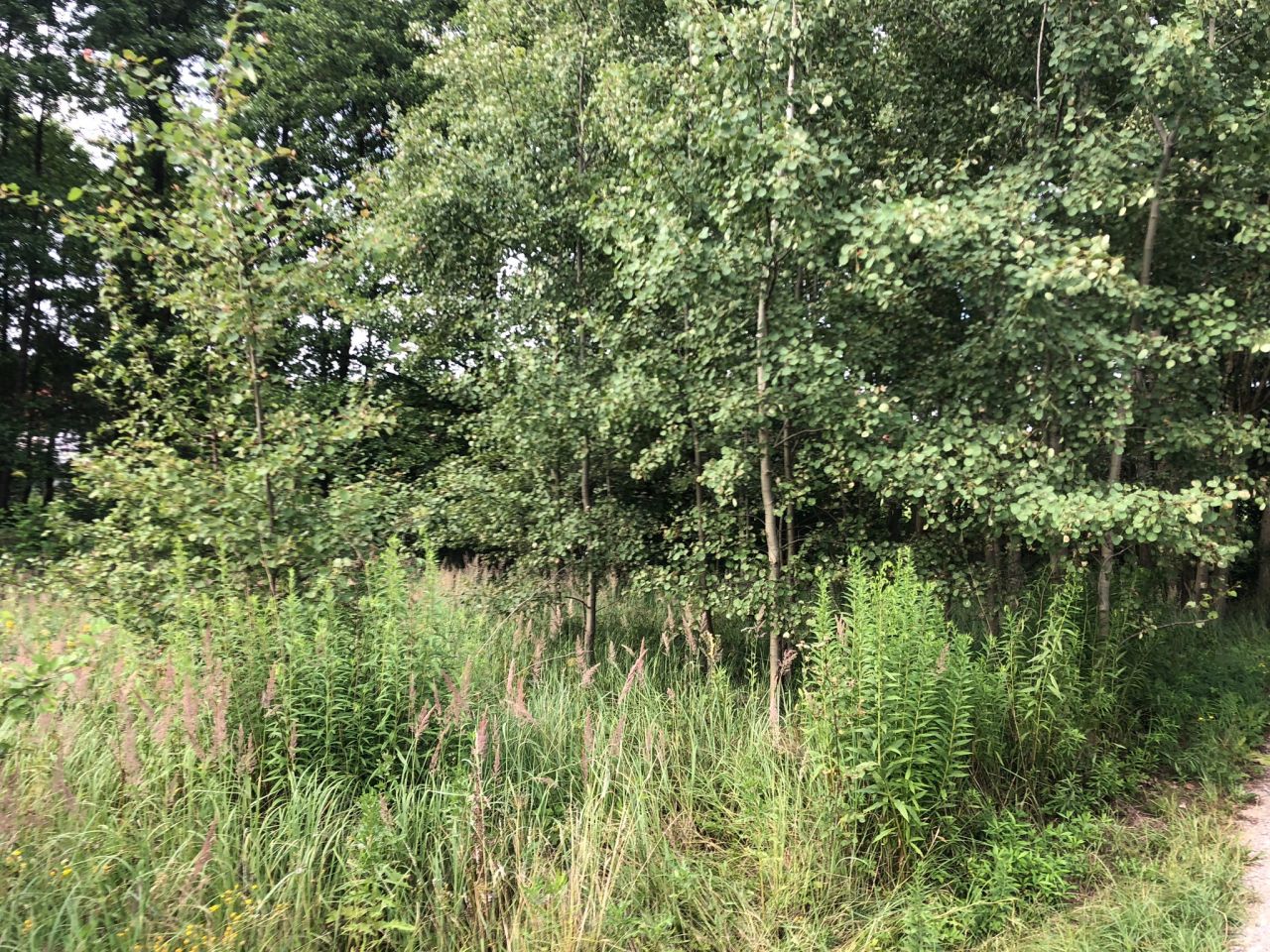 Działka budowlana Regulice, ul. Sportowców. Zdjęcie 10