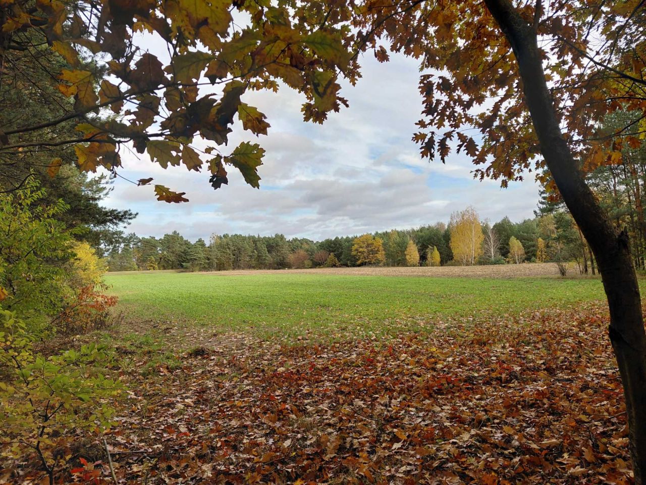 Działka siedliskowa Witkowice