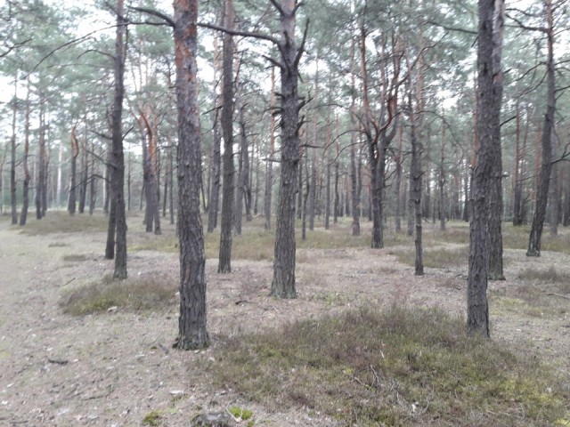 Działka leśna Rogowiec. Zdjęcie 1