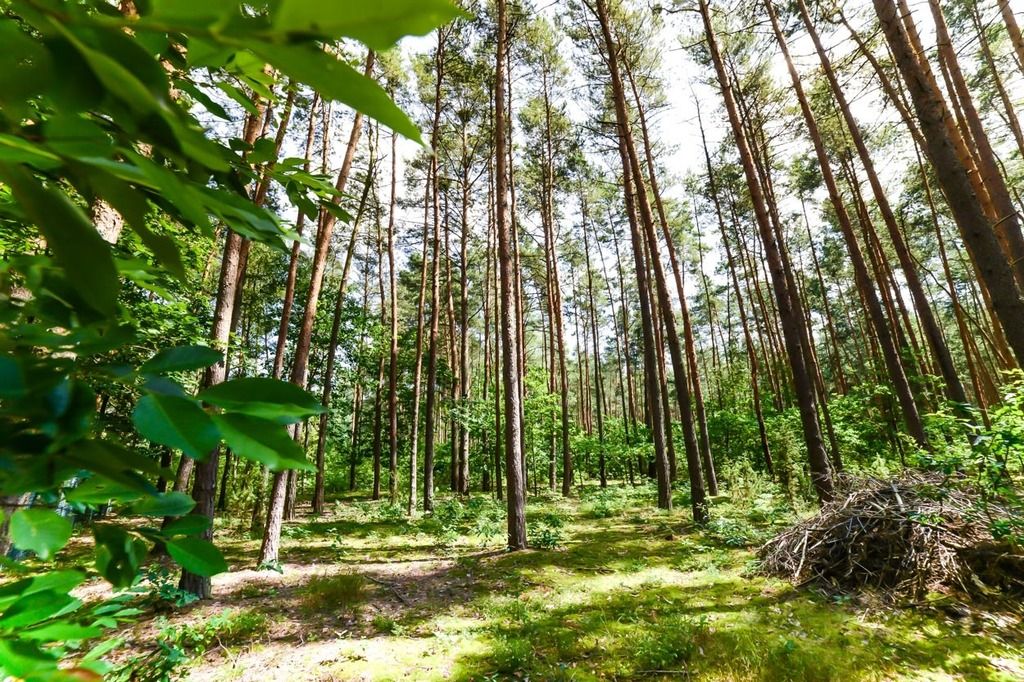 Działka rekreacyjna Poddębie, ul. Radosna. Zdjęcie 15