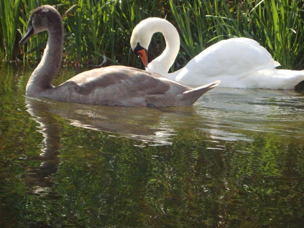 Działka rolna Dębki. Zdjęcie 10