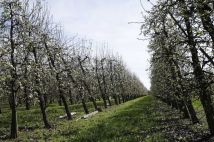 Działka rolna Coniew. Zdjęcie 3