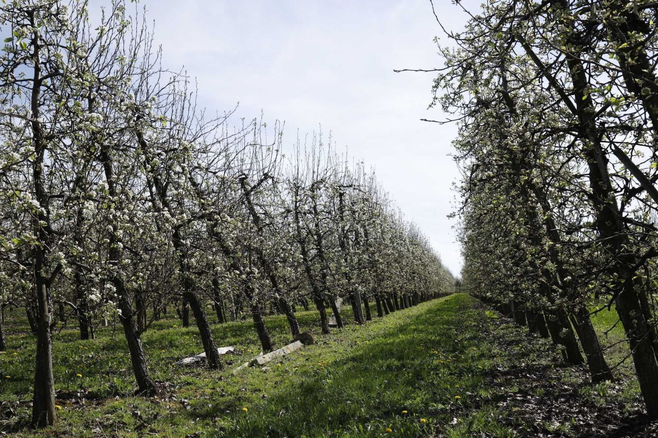 Działka rolna Coniew. Zdjęcie 4