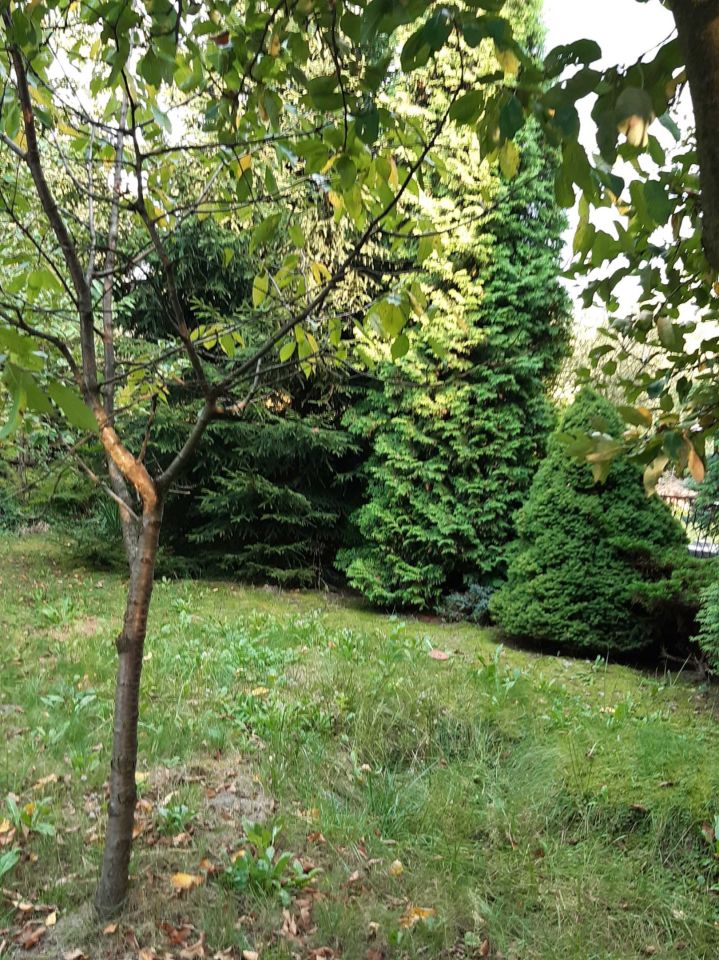 Działka rod Czeladź Kolonia Rożka, ul. Węglowa. Zdjęcie 4