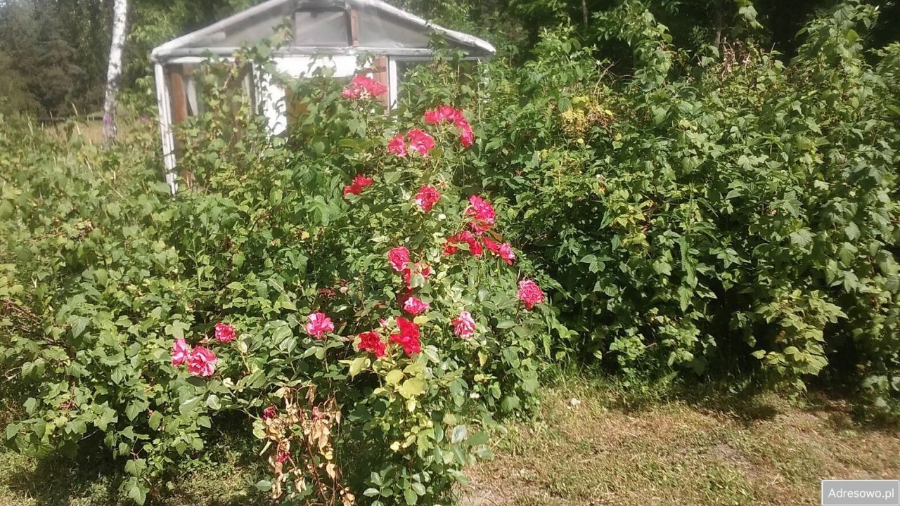 Działka siedliskowa Wólka. Zdjęcie 11