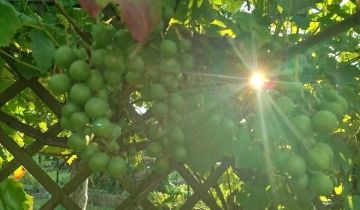 Działka rod Wejherowo, ul. Nadrzeczna