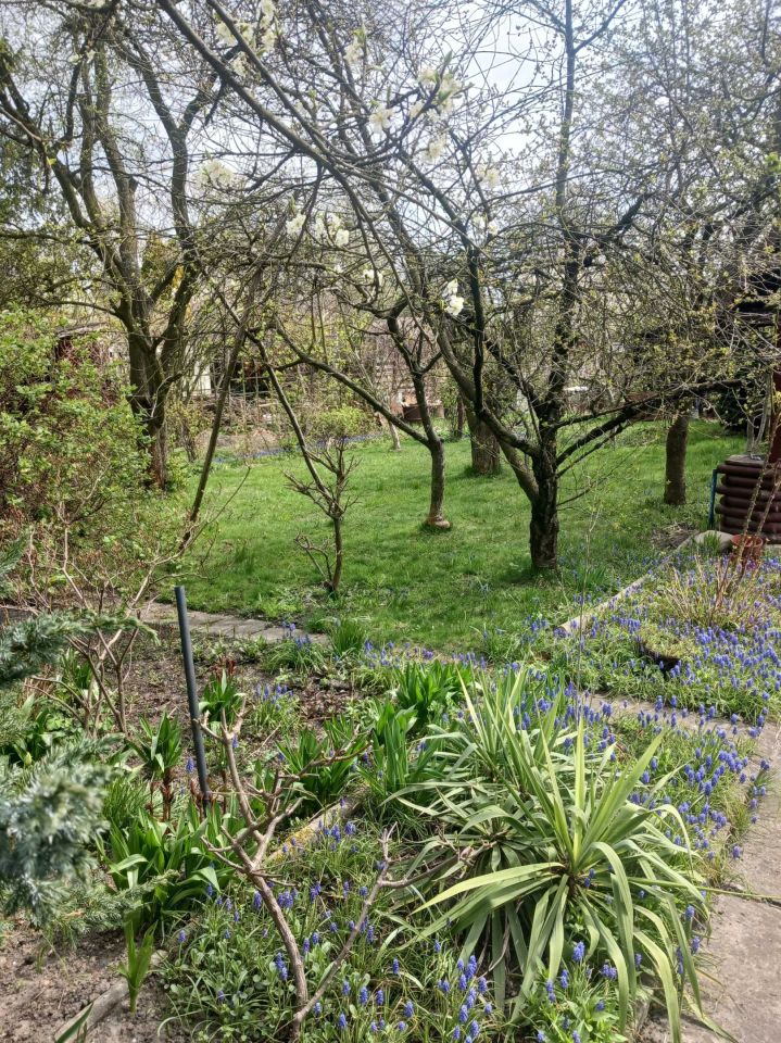 Działka rod Gliwice Szobiszowice. Zdjęcie 3