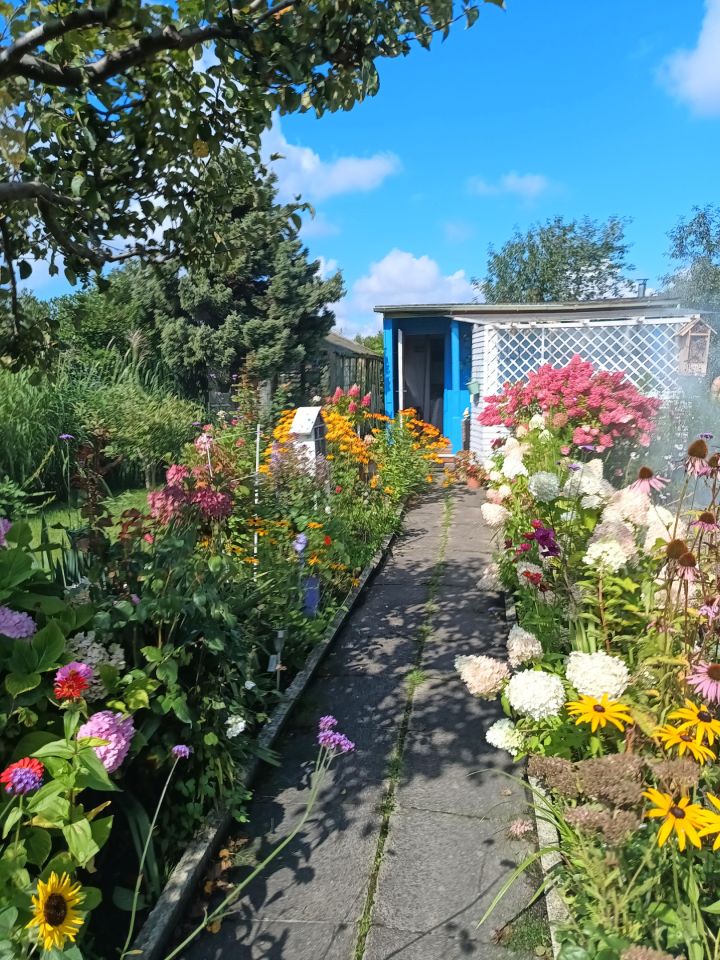 Działka rod Gdynia Chylonia, ul. Hutnicza. Zdjęcie 9