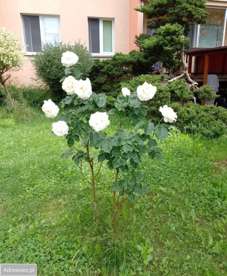 Mieszkanie 4-pokojowe Białystok Piaski, ul. Żelazna. Zdjęcie 13