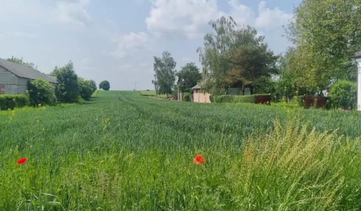 Działka budowlana Krzak