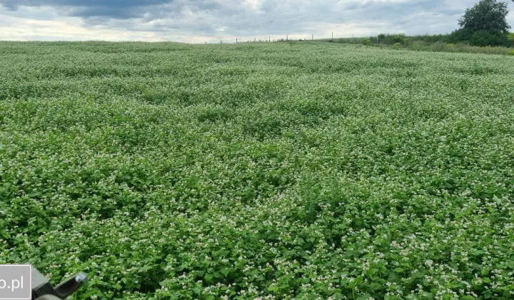 Działka rolna Jaworzno