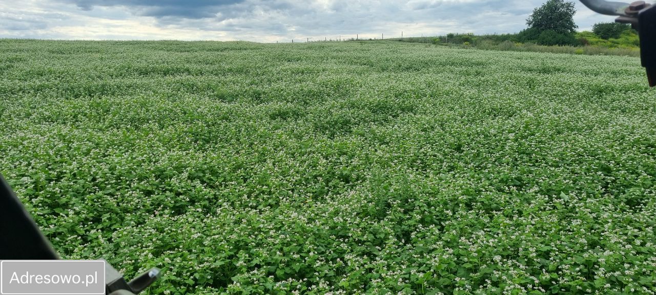 Działka rolna Jaworzno. Zdjęcie 1