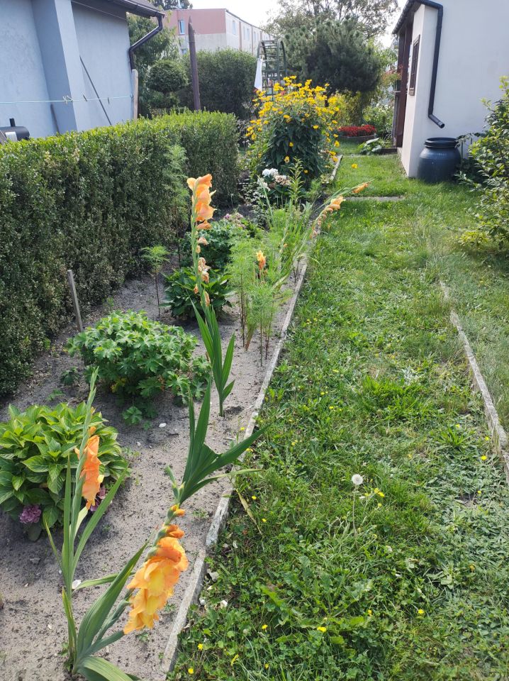 Działka rod Gdynia Obłuże, ul. płk. Stanisława Dąbka. Zdjęcie 2