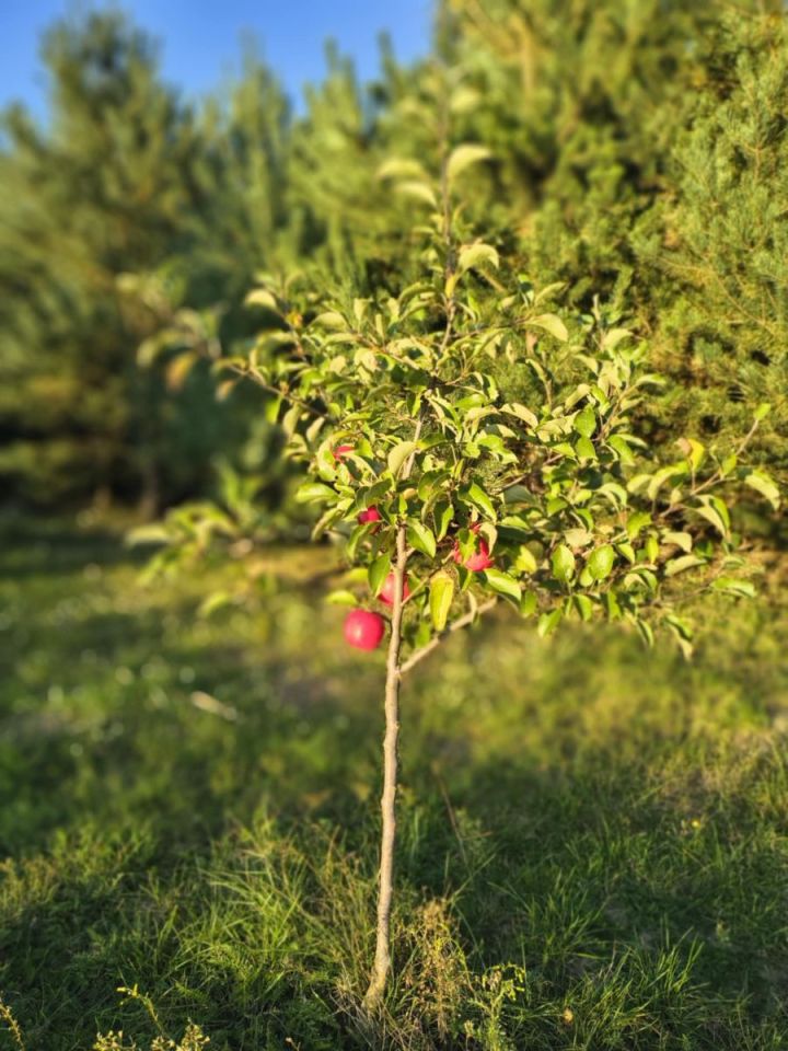 dom wolnostojący, 5 pokoi Jeżów. Zdjęcie 26