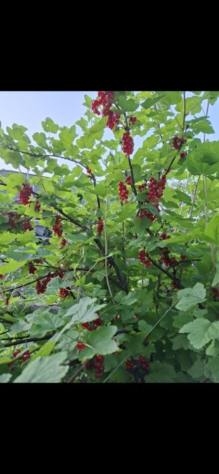 Działka rod Oleśnica Lucień, ul. Henryka Dąbrowskiego. Zdjęcie 3