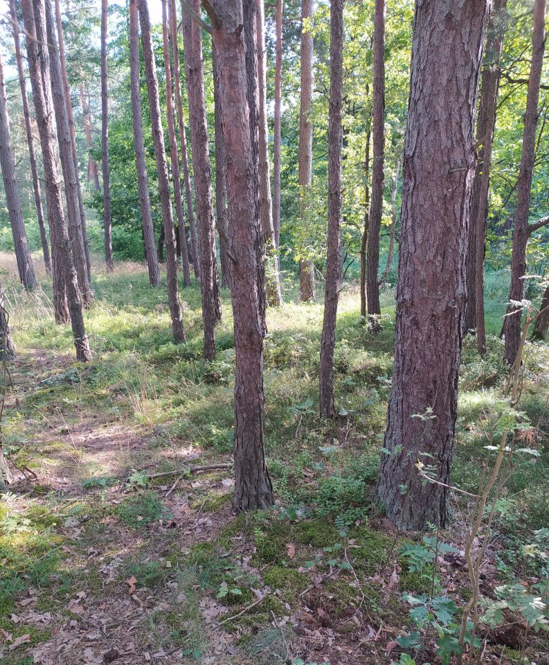 Działka leśna Rudnik nad Sanem, ul. Leśna. Zdjęcie 2