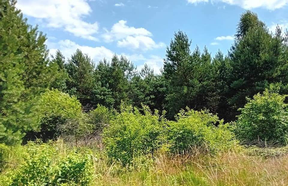 Działka rolno-budowlana Jaworznik, ul. Polna. Zdjęcie 2