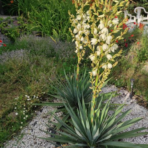 dom wolnostojący, 4 pokoje Sobanice. Zdjęcie 15