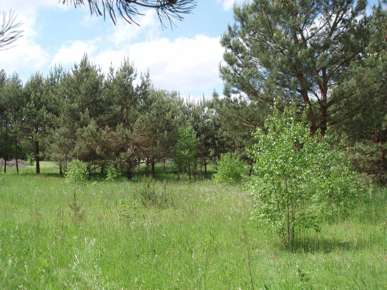 Działka budowlana Natać Wielka. Zdjęcie 7