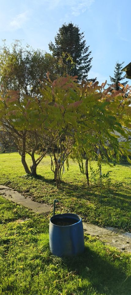 Działka rod Malbork, ul. Sportowa. Zdjęcie 5