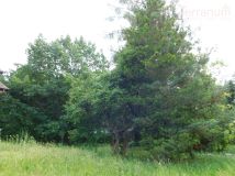 Działka budowlana Jachranka. Zdjęcie 4