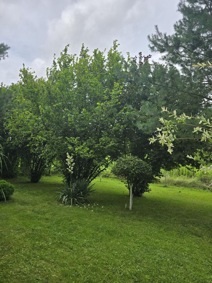 Działka rod Sępopol. Zdjęcie 8