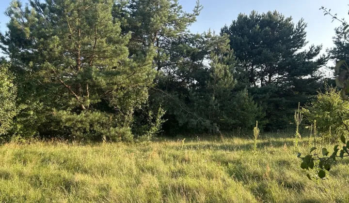 Działka budowlana Dąb Mały, ul. Dębowa