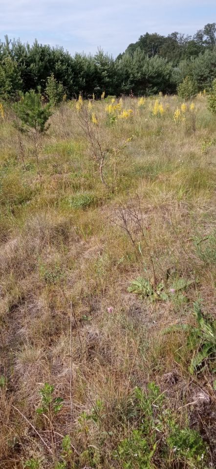 Działka budowlana Wągrowiec Osada, ul. Kukułcza