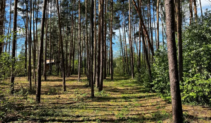 Działka leśna Wilków Polski