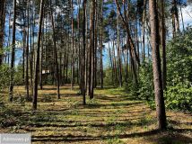 Działka leśna Wilków Polski