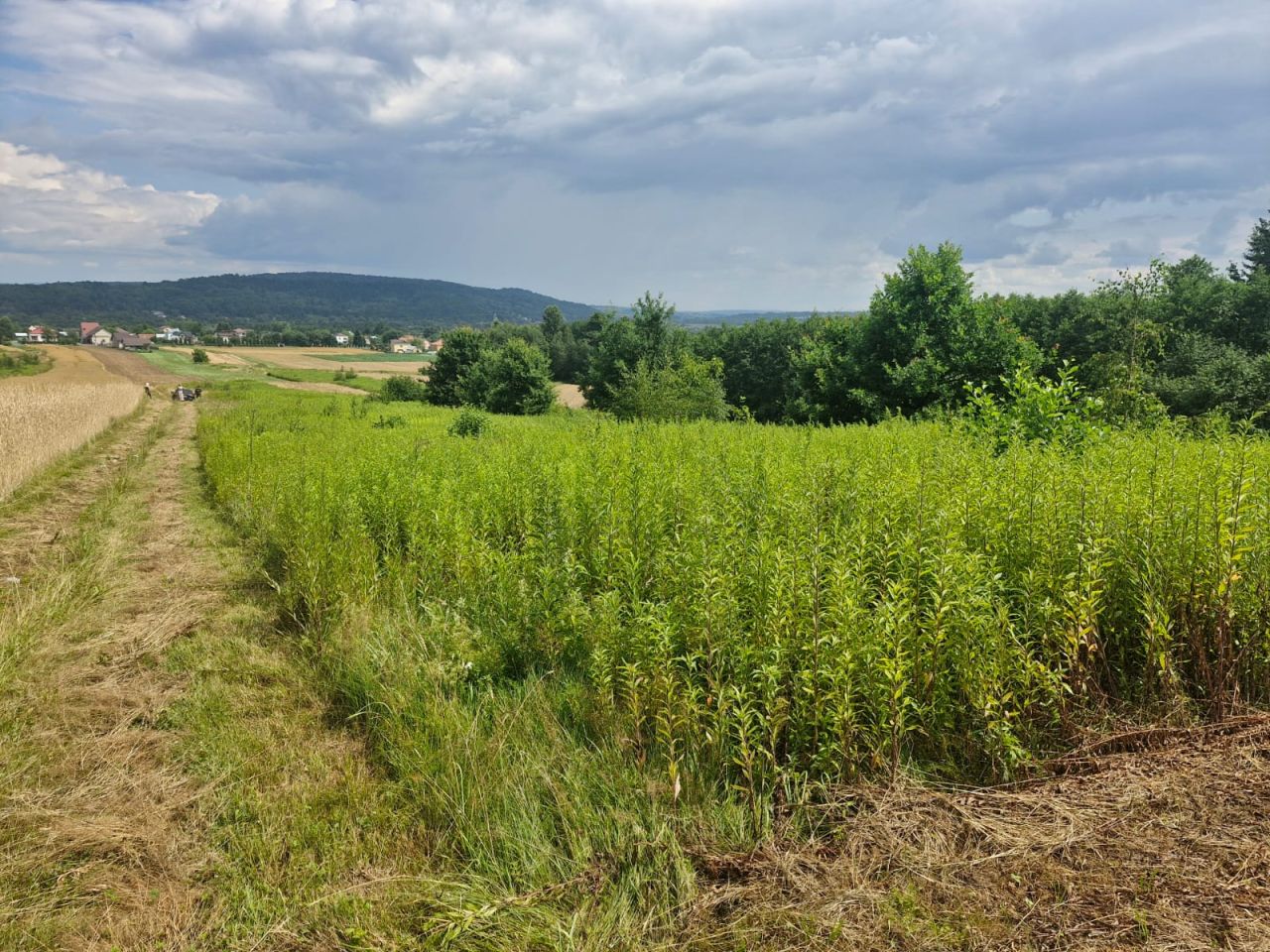 Działka rolna Wróblowa. Zdjęcie 2