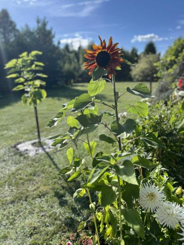 Działka budowlana Osowo Leśne Skowronek, os. Letnisko II. Zdjęcie 8